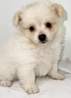 Dolly, a female Maltese and Pomeranian for sale in Northport, AL – 2 of 3