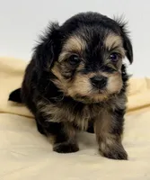 Jackson, a male Pomapoo for sale in Northport, AL – 3 of 4