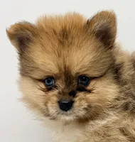 Noah, a male Pomeranian for sale in Northport, AL – 3 of 4