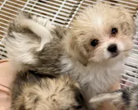 Trixie, a female Maltipom for sale in Northport, AL – 3 of 4