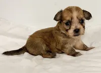Callie, a female Shiranian for sale in Northport, AL – 2 of 2