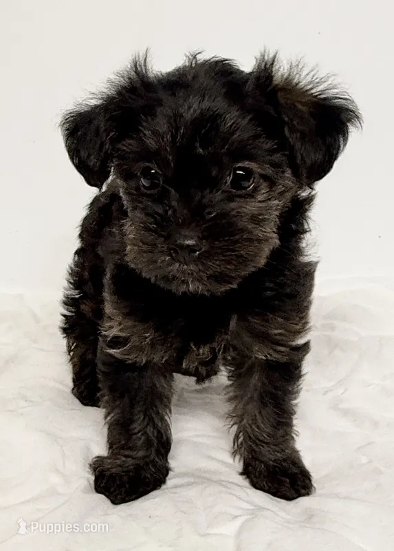 Coco – Yorkipoo puppy for sale in Northport, AL