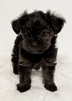 Coco, a female Yorkipoo for sale in Northport, AL – 1 of 3