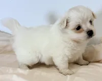 Dolly, a female Maltipom for sale in Northport, AL – 3 of 3