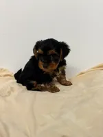 Lucas, a male Morkie for sale in Northport, AL – 2 of 2