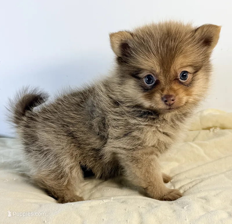 Lacie – Pomeranian puppy for sale in Northport, AL
