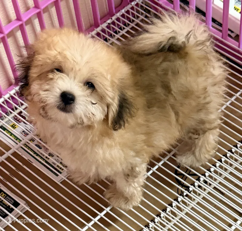 Bama – Pomapoo puppy for sale in Northport, AL