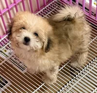 Bama, a male Pomapoo for sale in Northport, AL – 1 of 3