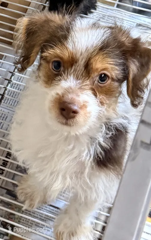 Travis – Morkie puppy for sale in Northport, AL