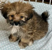 Sophie, a female Maltese and Shih Tzu for sale in Northport, AL – 3 of 5
