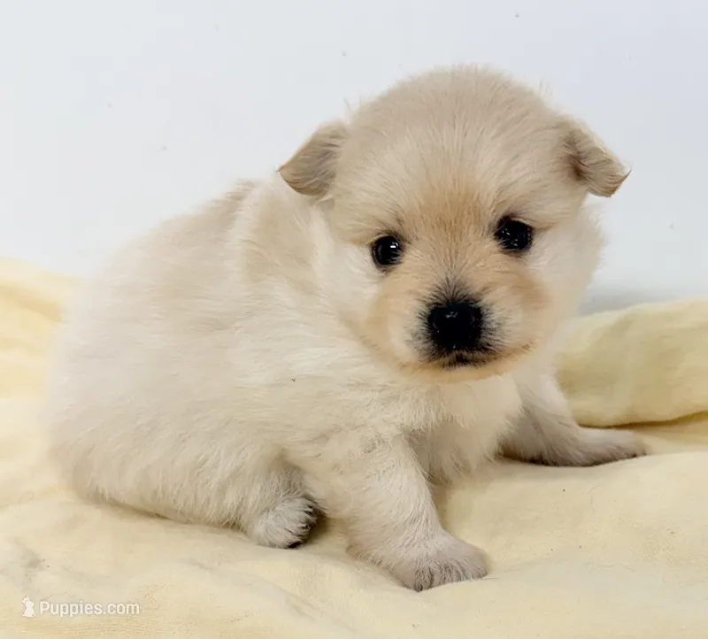 Delilah – Pomchi puppy for sale in Northport, AL
