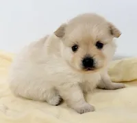 Delilah, a female Pomchi for sale in Northport, AL – 1 of 4