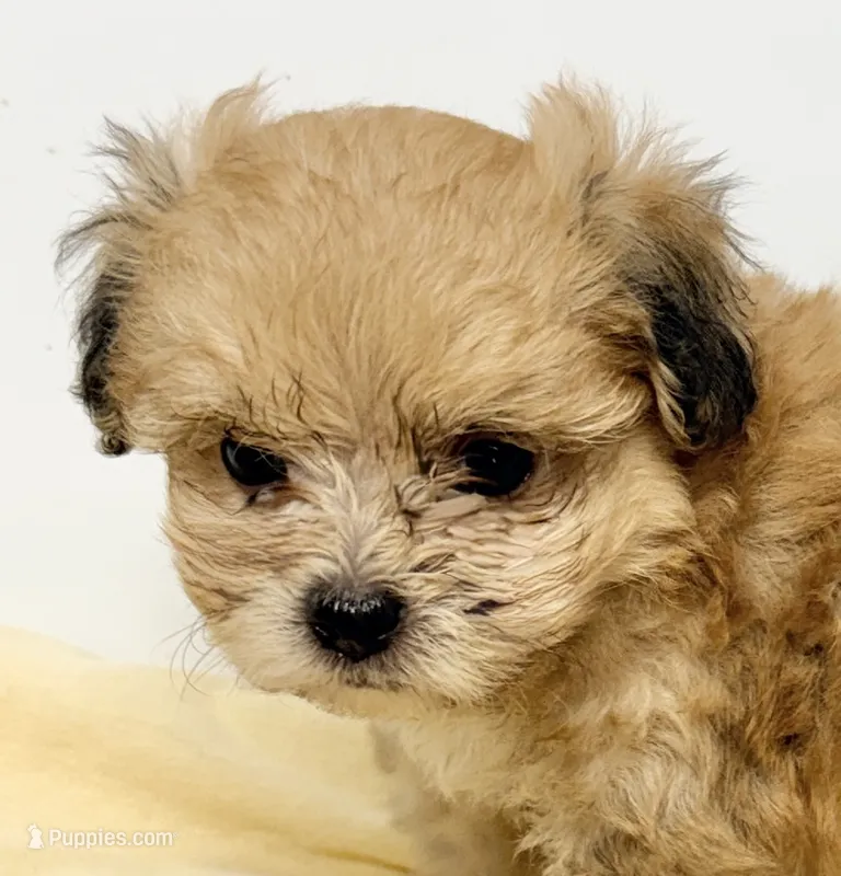 Bama – Pomapoo puppy for sale in Northport, AL