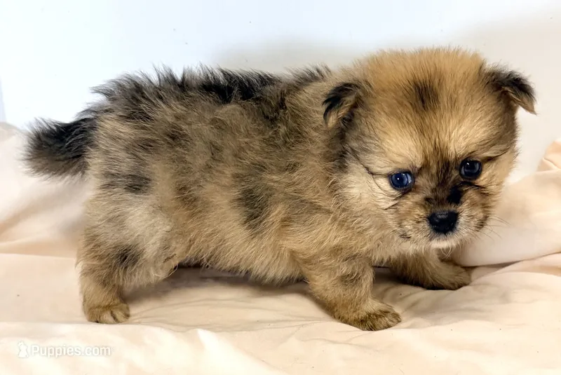 Loki – Pomeranian puppy for sale in Northport, AL