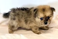 Loki, a male Pomeranian for sale in Northport, AL – 1 of 3