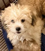 Vance, a male Pomapoo for sale in Northport, AL – 3 of 4