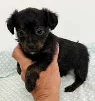 Calie, a female Yorkipoo for sale in Northport, AL – 3 of 4