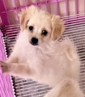 Lexie, a female Maltipom for sale in Northport, AL – 3 of 4