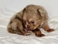 Snickers, a male Shiranian for sale in Northport, AL – 3 of 3