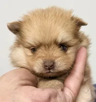 Kash, a male Pomeranian for sale in Northport, AL – 2 of 4