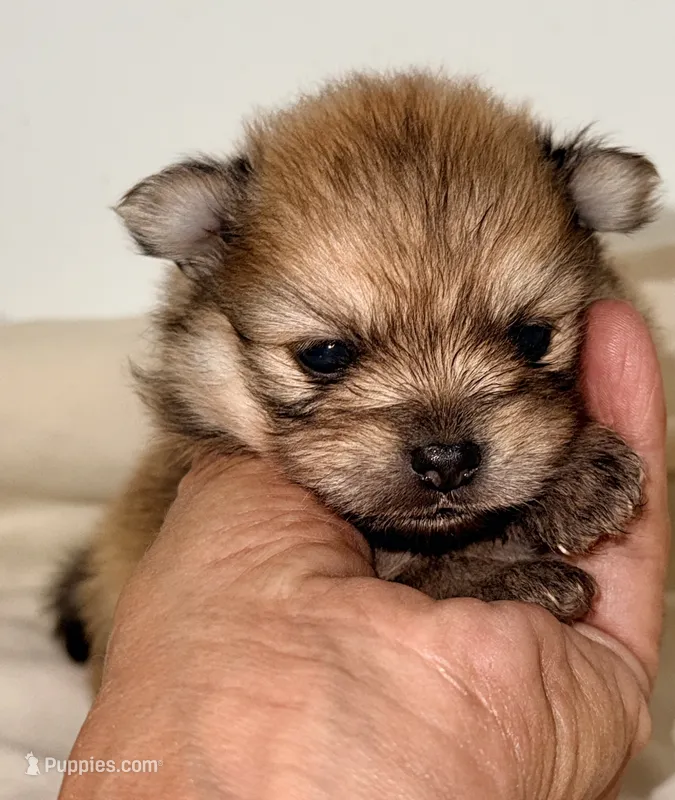 Trevor – Pomeranian puppy for sale in Northport, AL