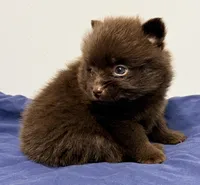 Logan, a male Pomeranian for sale in Northport, AL – 2 of 4