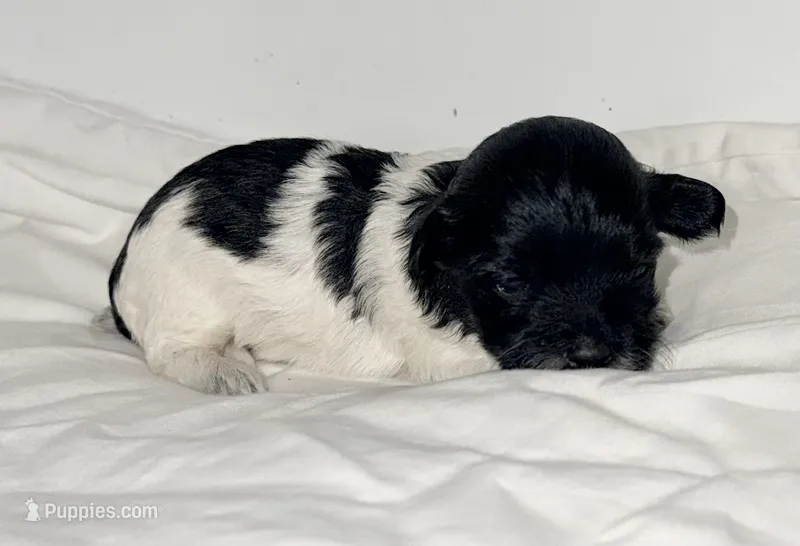 Lexus – Maltipoo puppy for sale in Northport, AL