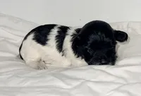 Lexus, a female Maltipoo for sale in Northport, AL – 1 of 2