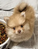 Bear, a male Pomeranian for sale in Northport, AL – 4 of 5