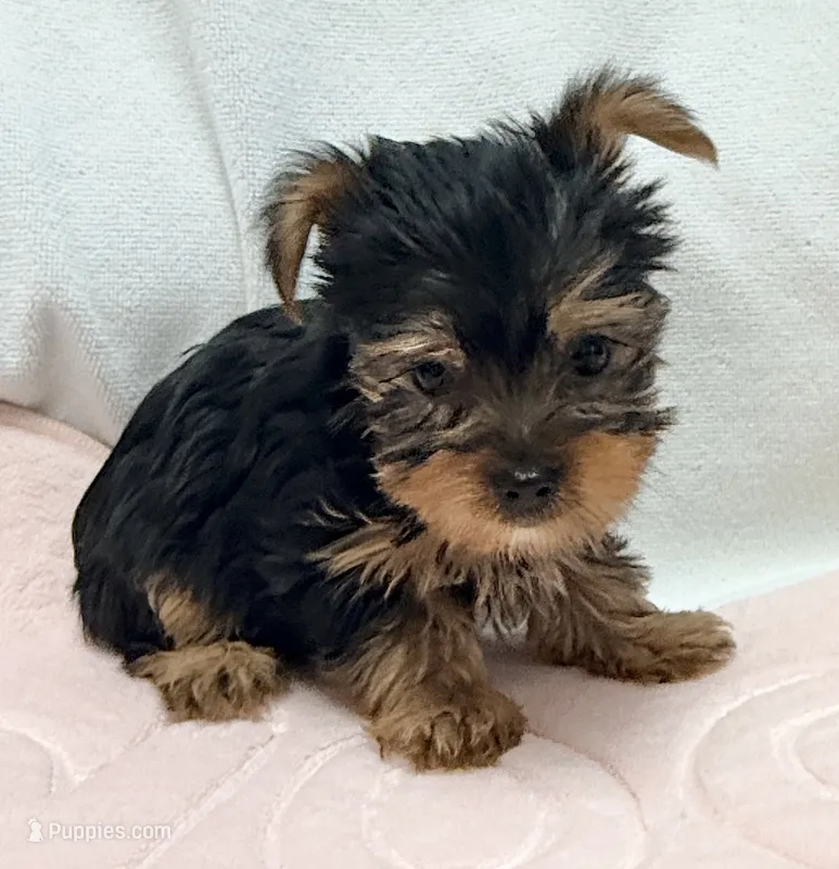Weston – Yorkshire Terrier puppy for sale in Northport, AL