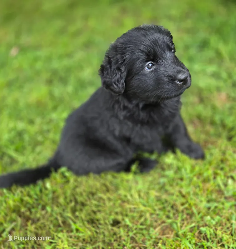 Mina – German Shepherd Dog, Newfoundland puppy for sale in Hubbardston, MA