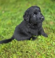 Mina, a female German Shepherd Dog and Newfoundland for sale in Hubbardston, MA – 1 of 1