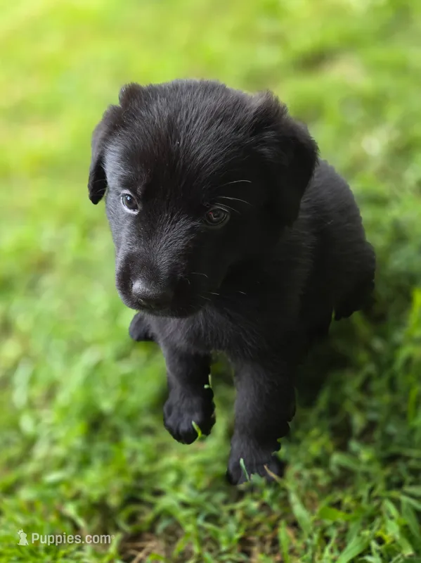 Bear – German Shepherd Dog, Newfoundland puppy for sale in Hubbardston, MA