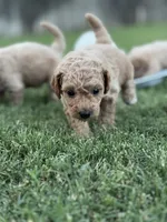 Indy , a female Cavapoo and Bichpoo for sale in El Dorado, KS – 3 of 6