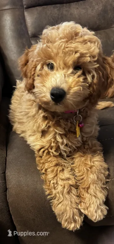 Indy (Cavapoochon—miniature size) – Cavapoo, Bichpoo puppy for sale in El Dorado, KS