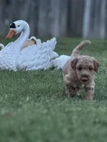 Indy , a female Cavapoo and Bichpoo for sale in El Dorado, KS – 4 of 6