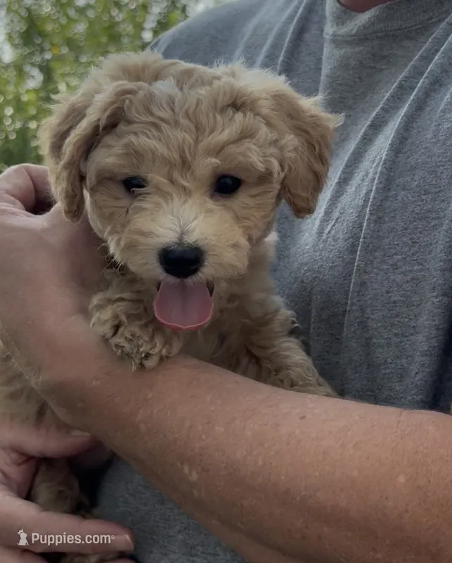 Kizzy (Cavapoochon—toy size) – Cavapoo, Bichpoo puppy for sale in El Dorado, KS