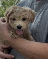 Kizzy (Cavapoochon—toy size), a female Cavapoo and Bichpoo for sale in El Dorado, KS – 1 of 6