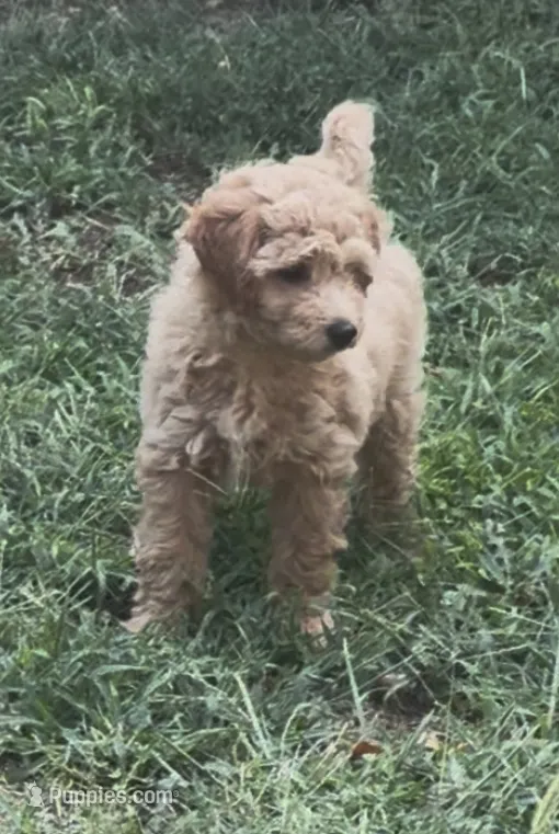 Indy (Cavapoochon—miniature size) – Cavapoo, Bichpoo puppy for sale in El Dorado, KS