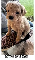 Kizzy (toy size), a female Cavapoo and Bichpoo for sale in El Dorado, KS – 4 of 4