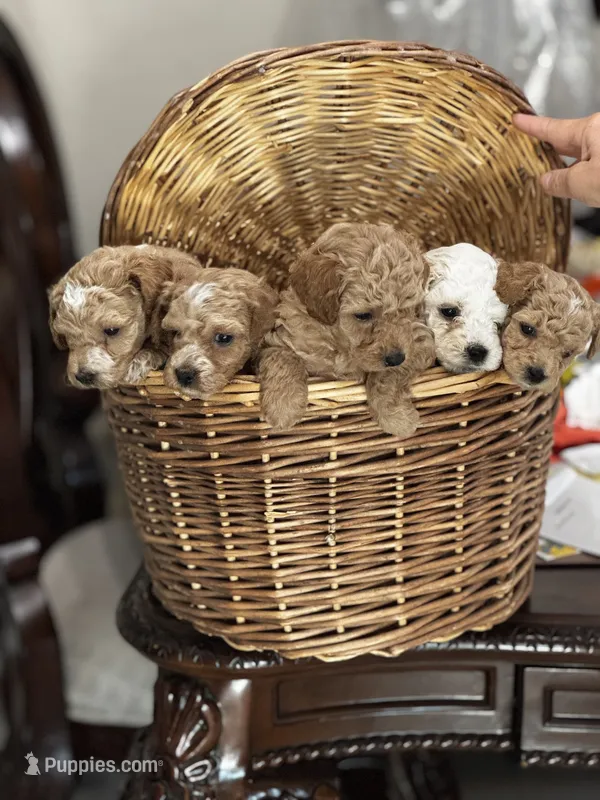 Indy  – Cavapoo, Bichpoo puppy for sale in El Dorado, KS