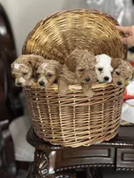Indy , a female Cavapoo and Bichpoo for sale in El Dorado, KS – 1 of 6