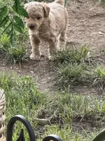 Indy , a female Cavapoo and Bichpoo for sale in El Dorado, KS – 6 of 6