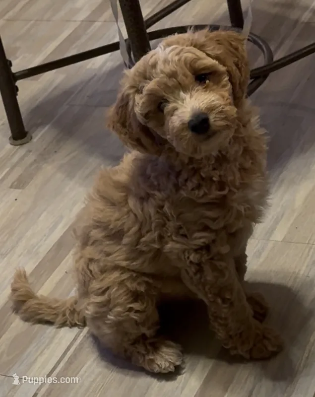 Auggie (Cavapoochon—miniature size) – Cavapoo, Bichpoo puppy for sale in El Dorado, KS
