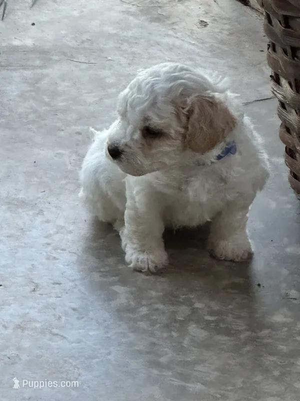 Dover (miniature size) – Cavapoo, Bichpoo puppy for sale in El Dorado, KS