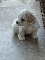 Dover (miniature size), a male Cavapoo and Bichpoo for sale in El Dorado, KS – 1 of 9