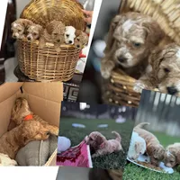 Auggie, a male Cavapoo and Bichpoo for sale in El Dorado, KS – 4 of 4