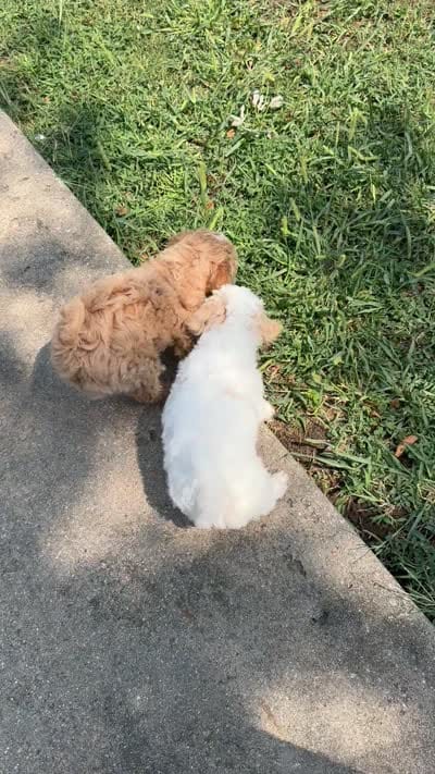 Dover (Cavapoochon—miniature size), a male Cavapoo and Bichpoo for sale in El Dorado, KS – 10 of 10