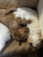 Indy , a female Cavapoo and Bichpoo for sale in El Dorado, KS – 2 of 6