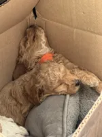 Auggie, a male Cavapoo and Bichpoo for sale in El Dorado, KS – 3 of 4